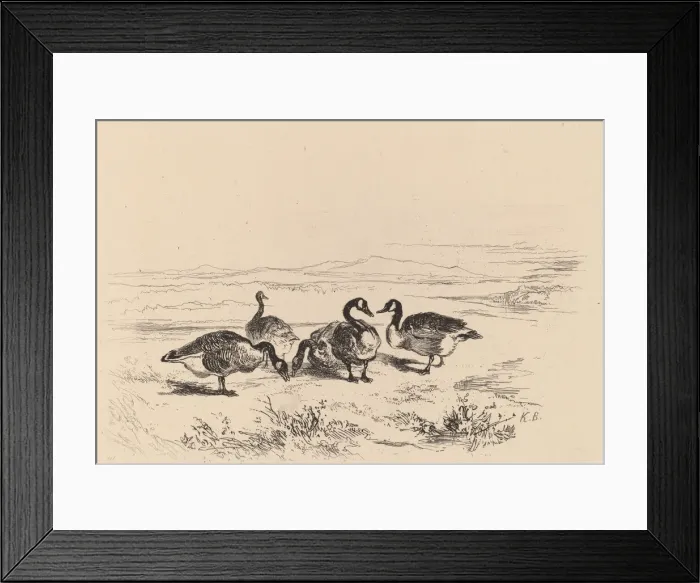 Framed Print : Oies bernacles. Creator: Karl Bodmer Framed Print : Oies bernacles. Creator: Karl Bodmer