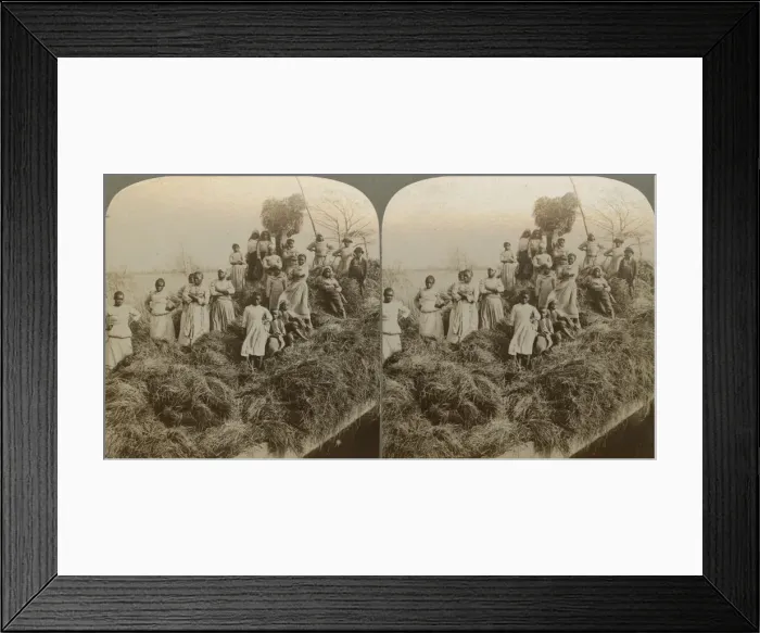 Framed Print : A Rice Raft, South Carolina, captured 1895;printed 1904. Creator: Strohmeyer & Wyman Framed Print : A Rice Raft, South Carolina, captured 1895;printed 1904. Creator: Strohmeyer & Wyman