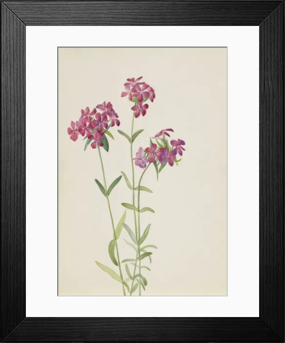 Framed Print : Hairy Phlox (Phlox amoena), ca. early 1930s. Creator: Mary Vaux Walcott Framed Print : Hairy Phlox (Phlox amoena), ca. early 1930s. Creator: Mary Vaux Walcott