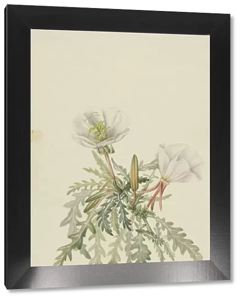 White Dawnrose (Pachyloplus marginatus), n. d. Creator: Mary Vaux Walcott