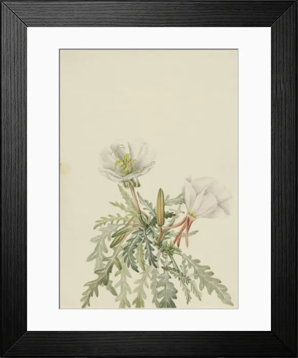 Framed Print : White Dawnrose (Pachyloplus marginatus), n. d. Creator: Mary Vaux Walcott Framed Print : White Dawnrose (Pachyloplus marginatus), n. d. Creator: Mary Vaux Walcott
