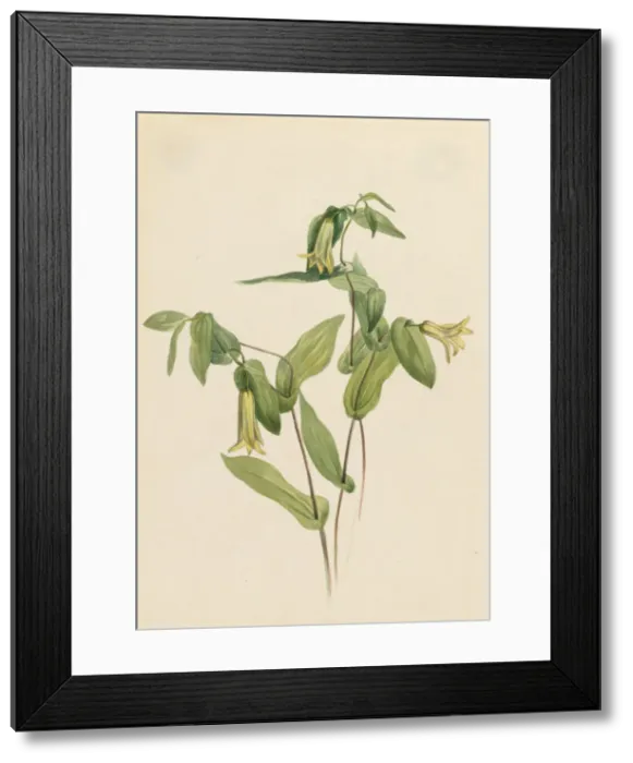 Framed Print : Wood Merrybells (Uvularia perfoliata), n. d. Creator: Mary Vaux Walcott Framed Print : Wood Merrybells (Uvularia perfoliata), n. d. Creator: Mary Vaux Walcott