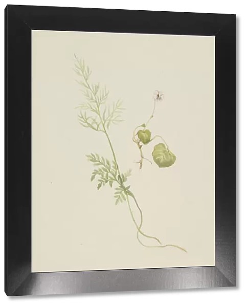Viola palustris, ca. 1917-1918. Creator: Mary Vaux Walcott