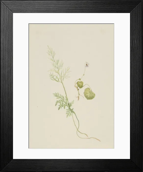 Framed Print : Viola palustris, ca. 1917-1918. Creator: Mary Vaux Walcott Framed Print : Viola palustris, ca. 1917-1918. Creator: Mary Vaux Walcott