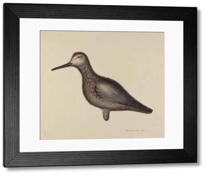 Framed Print : Greater Yellow Leg Decoy, c. 1939. Creator: Samuel W. Ford Framed Print : Greater Yellow Leg Decoy, c. 1939. Creator: Samuel W. Ford