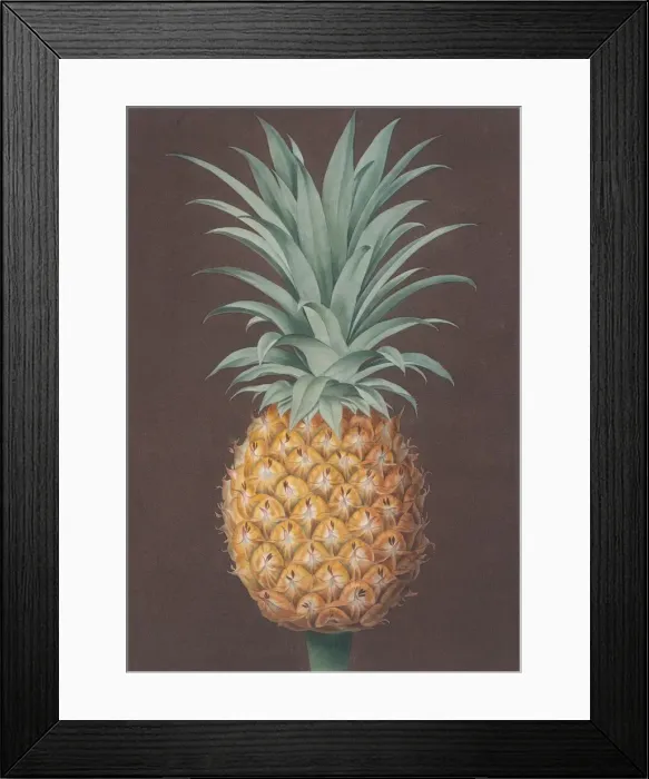 Framed Print : The Smooth Leaved Green Antigua Pine, 1807. Creator: Henri Merke Framed Print : The Smooth Leaved Green Antigua Pine, 1807. Creator: Henri Merke
