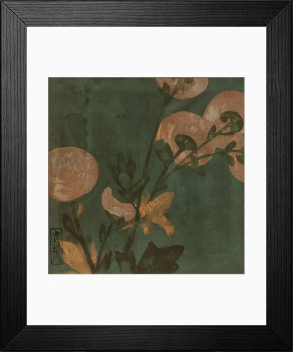 Framed Print : Chrysanthemums, Edo period, late 16th-early 17th century. Creator: Hon'ami Koetsu Framed Print : Chrysanthemums, Edo period, late 16th-early 17th century. Creator: Hon'ami Koetsu