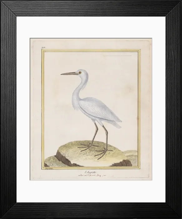 Framed Print : L Aigrette (Egret), 1770-86. Creator: Francois Nicolas Martinet Framed Print : L Aigrette (Egret), 1770-86. Creator: Francois Nicolas Martinet
