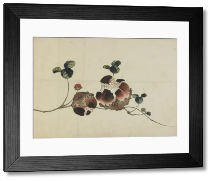 Framed Print : Pomegranates, late 18th-early 19th century. Creator: Hokusai Framed Print : Pomegranates, late 18th-early 19th century. Creator: Hokusai