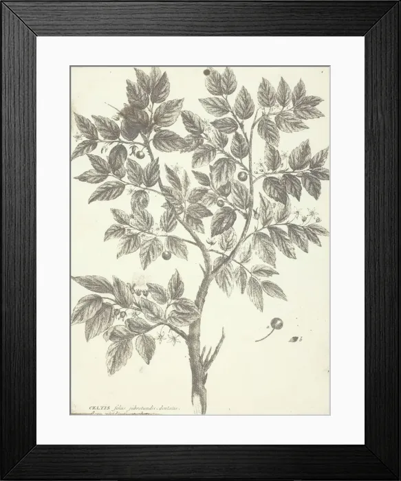Framed Print : Copy of Botanical Engraving of Celtis, 1840 / 45 Framed Print : Copy of Botanical Engraving of Celtis, 1840 / 45