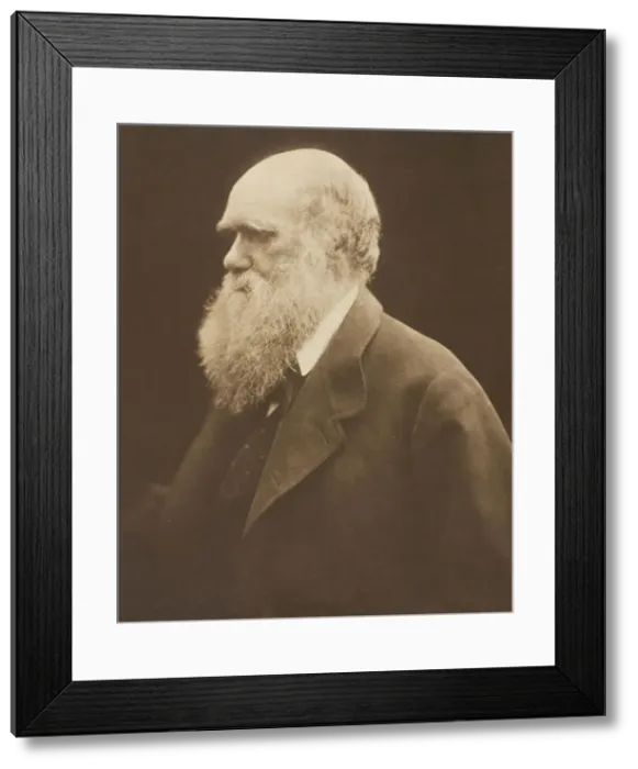 Framed Print : Charles Darwin, c. 1868, printed 1875. Creator: Julia Margaret Cameron Framed Print : Charles Darwin, c. 1868, printed 1875. Creator: Julia Margaret Cameron