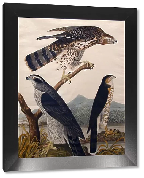 Goshawk, Stanley Hawk (No. 29), 1830. Creator: John James Audubon