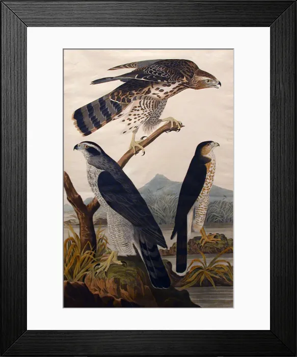 Framed Print : Goshawk, Stanley Hawk (No. 29), 1830. Creator: John James Audubon Framed Print : Goshawk, Stanley Hawk (No. 29), 1830. Creator: John James Audubon