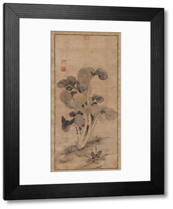 Framed Print : A Cabbage Plant, Late Yuan or early Ming dynasty, 14th-15th century. Creator: Unknown