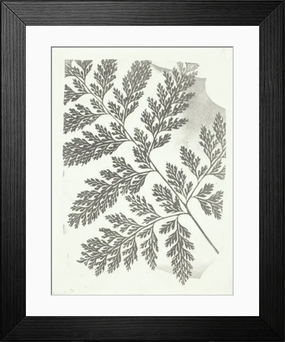 Framed Print : Branch of a Fern, c. 1853 / 58. Creator: William Henry Fox Talbot Framed Print : Branch of a Fern, c. 1853 / 58. Creator: William Henry Fox Talbot
