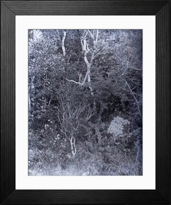Framed Print : United States Fish Commission Steamer Albatross Framed Print : United States Fish Commission Steamer Albatross