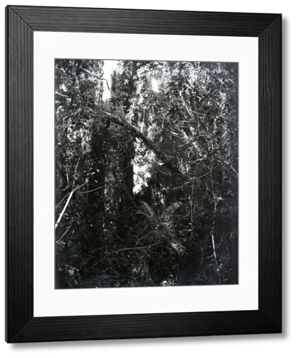 Framed Print : United States Fish Commission Steamer Albatross Framed Print : United States Fish Commission Steamer Albatross