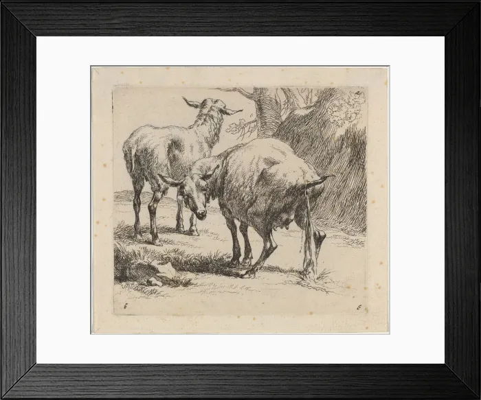 Framed Print : Two Sheep, One Pissing. Creator: Nicolaes Berchem Framed Print : Two Sheep, One Pissing. Creator: Nicolaes Berchem
