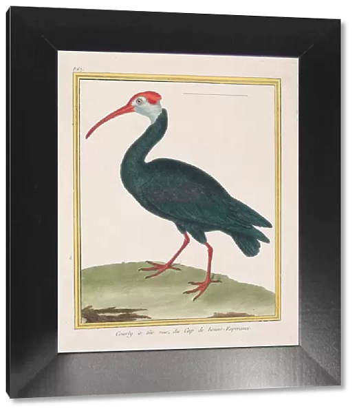 Courly atete nu, du Cap de bonne Esperance (Bald Ibis from the Cape of Good