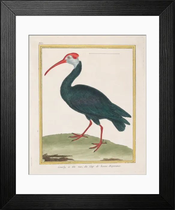Framed Print : Courly atete nu, du Cap de bonne Esperance (Bald Ibis from the Cape of Good Framed Print : Courly atete nu, du Cap de bonne Esperance (Bald Ibis from the Cape of Good