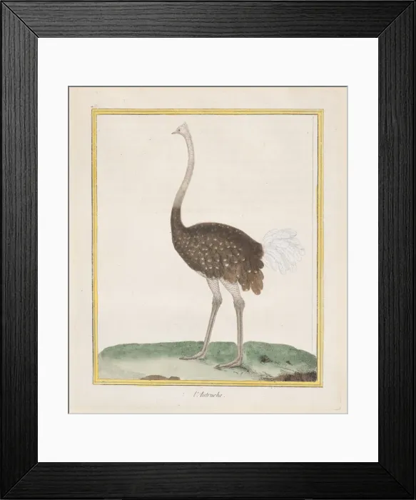 Framed Print : Autruche (Ostrich), 1770-86. Creator: Francois Nicolas Martinet Framed Print : Autruche (Ostrich), 1770-86. Creator: Francois Nicolas Martinet