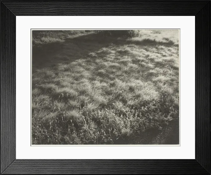 Framed Print : Grass and Frost, 1934. Creator: Alfred Stieglitz Framed Print : Grass and Frost, 1934. Creator: Alfred Stieglitz