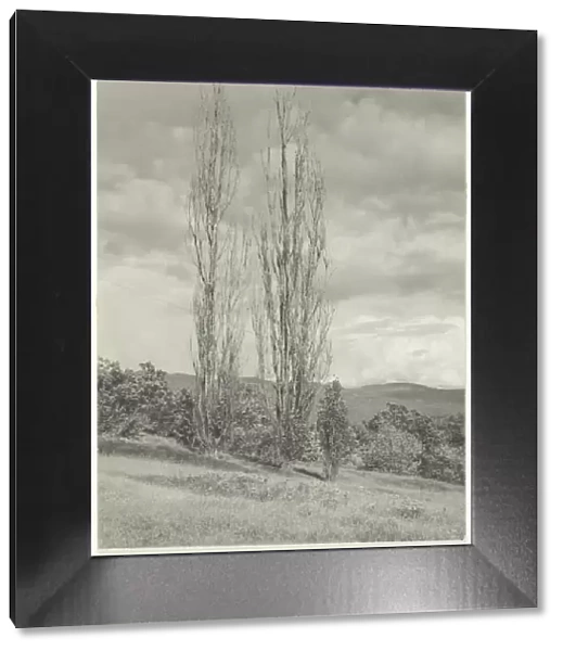 Poplars—Lake George, 1935. Creator: Alfred Stieglitz