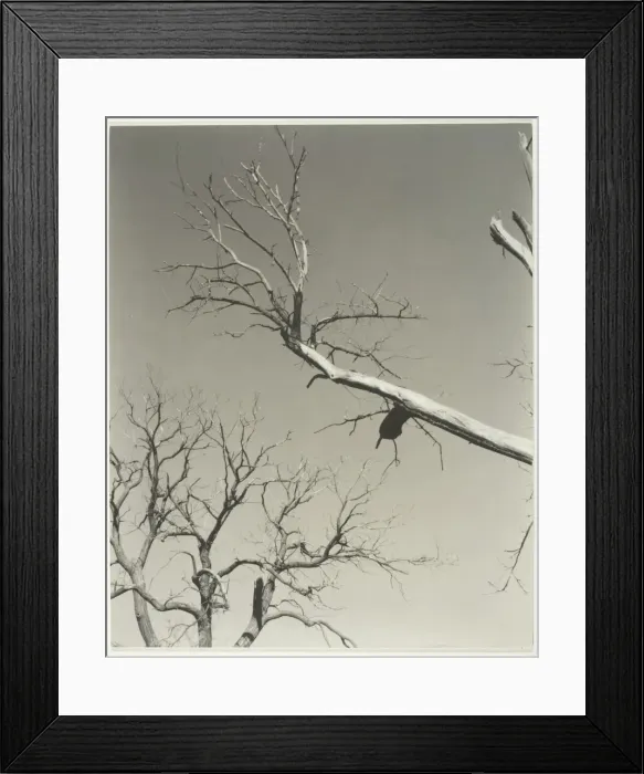 Framed Print : The Dying Chestnut Tree-My Teacher, 1927. Creator: Alfred Stieglitz Framed Print : The Dying Chestnut Tree-My Teacher, 1927. Creator: Alfred Stieglitz