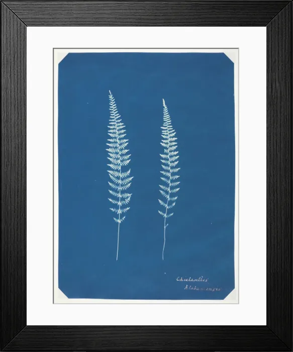 Framed Print : Untitled, c. 1850. Creator: Unknown