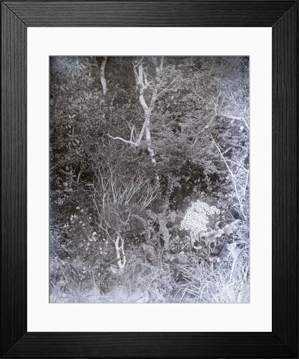 Framed Print : United States Fish Commission Steamer Albatross Framed Print : United States Fish Commission Steamer Albatross