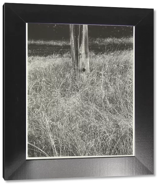 Grass and Flagpole, 1933. Creator: Alfred Stieglitz