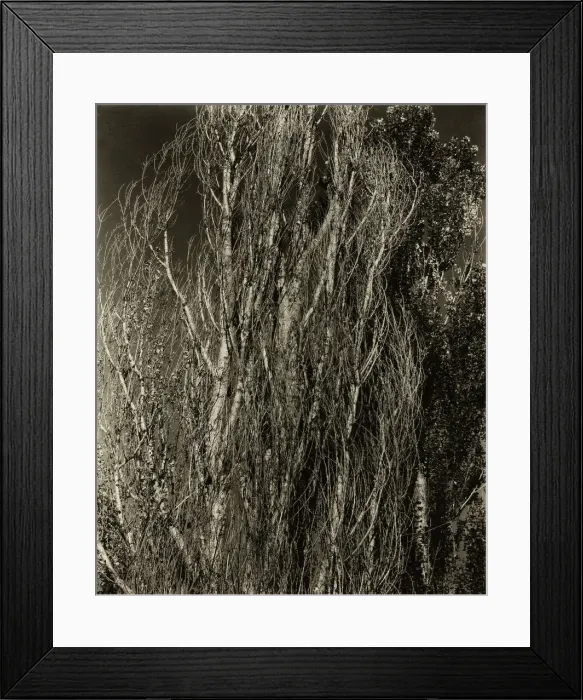 Framed Print : Poplars-Lake George, 1932. Creator: Alfred Stieglitz Framed Print : Poplars-Lake George, 1932. Creator: Alfred Stieglitz