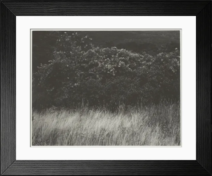 Framed Print : Hedge and Grasses - Lake George, 1933. Creator: Alfred Stieglitz Framed Print : Hedge and Grasses - Lake George, 1933. Creator: Alfred Stieglitz