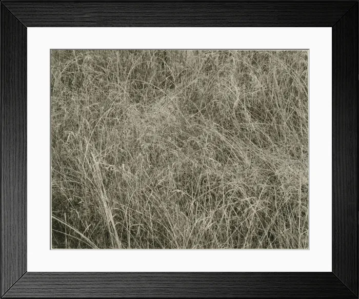 Framed Print : Grass, 1933. Creator: Alfred Stieglitz Framed Print : Grass, 1933. Creator: Alfred Stieglitz