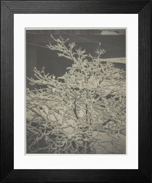 Framed Print : From the Back-Window 291'Snow-Covered Tree, Back-Yard, 1915 Framed Print : From the Back-Window 291'Snow-Covered Tree, Back-Yard, 1915