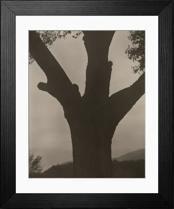 Framed Print : The Dying Chestnut, 1919. Creator: Alfred Stieglitz Framed Print : The Dying Chestnut, 1919. Creator: Alfred Stieglitz