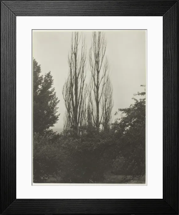 Framed Print : Poplars - Lake George, 1935. Creator: Alfred Stieglitz Framed Print : Poplars - Lake George, 1935. Creator: Alfred Stieglitz