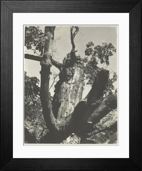 Framed Print : The Old Maple - Lake George, 1926. Creator: Alfred Stieglitz Framed Print : The Old Maple - Lake George, 1926. Creator: Alfred Stieglitz