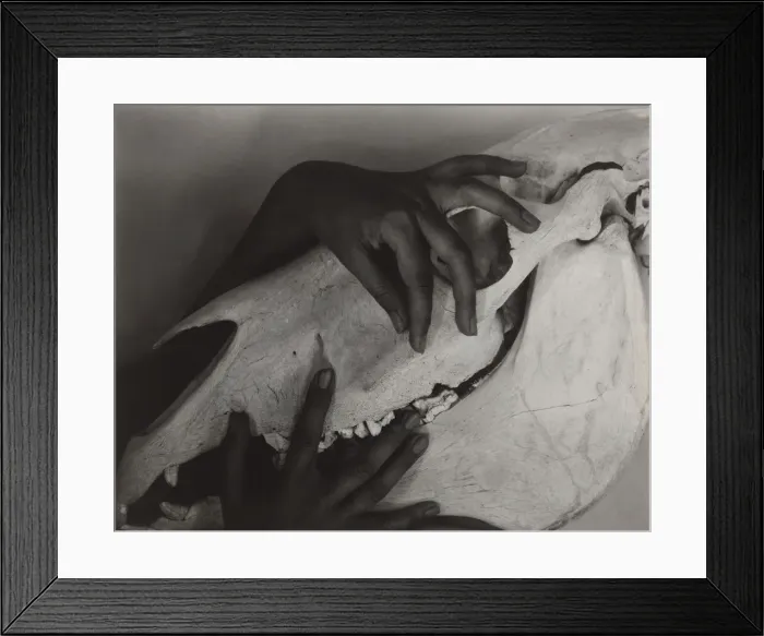 Framed Print : Georgia O Keeffe - Hands and Horse Skull, 1931. Creator: Alfred Stieglitz Framed Print : Georgia O Keeffe - Hands and Horse Skull, 1931. Creator: Alfred Stieglitz