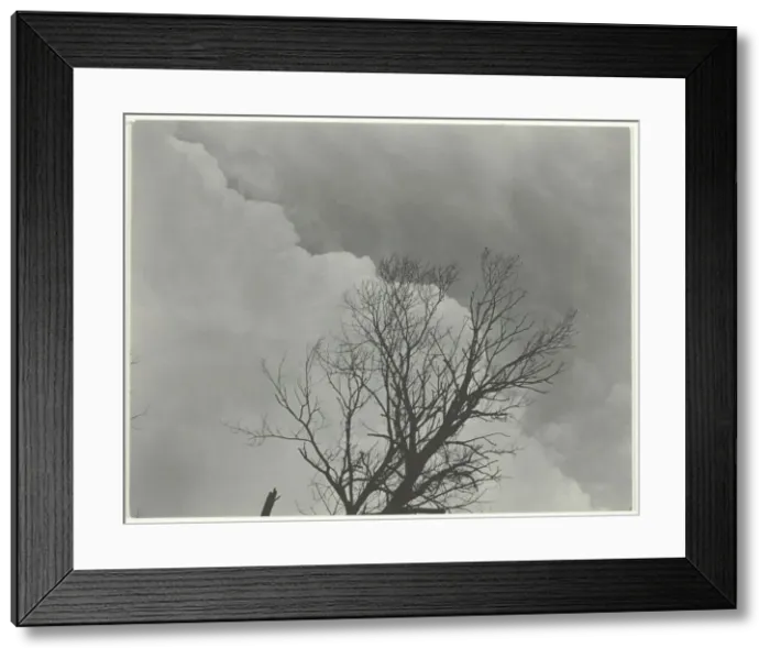 Framed Print : Tree Set 3, c. 1924. Creator: Alfred Stieglitz Framed Print : Tree Set 3, c. 1924. Creator: Alfred Stieglitz