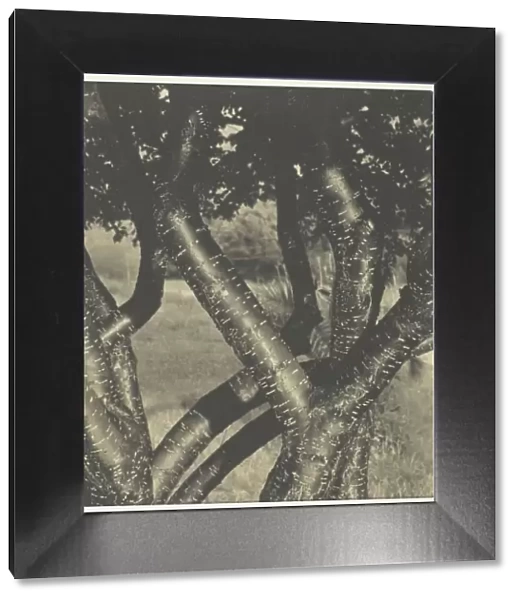 The Dancing Trees, 1922. Creator: Alfred Stieglitz