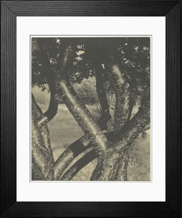 Framed Print : The Dancing Trees, 1922. Creator: Alfred Stieglitz Framed Print : The Dancing Trees, 1922. Creator: Alfred Stieglitz