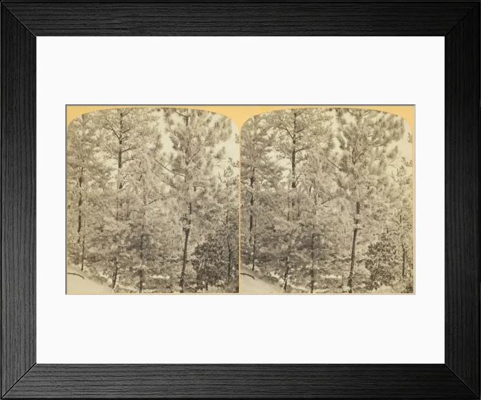 Framed Print : Among the Pines on a Frosty Morning, 1870 / 89. Creator: Henry Hamilton Bennett Framed Print : Among the Pines on a Frosty Morning, 1870 / 89. Creator: Henry Hamilton Bennett