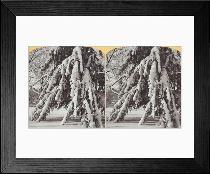 Framed Print : Loaded down with snow, 1870 / 89. Creator: Henry Hamilton Bennett Framed Print : Loaded down with snow, 1870 / 89. Creator: Henry Hamilton Bennett