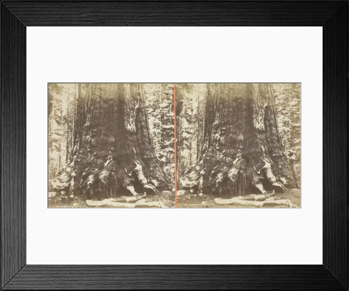 Framed Print : Section of the Grizzly Giant (tree), 33 ft. Diam. Mariposa Grove, Yosemite, 1861 / 76 Framed Print : Section of the Grizzly Giant (tree), 33 ft. Diam. Mariposa Grove, Yosemite, 1861 / 76