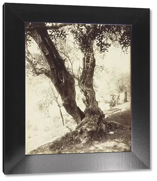 Olivier, Nice (Olive Tree, Nice), c. 1900. Creator: Eugene Atget