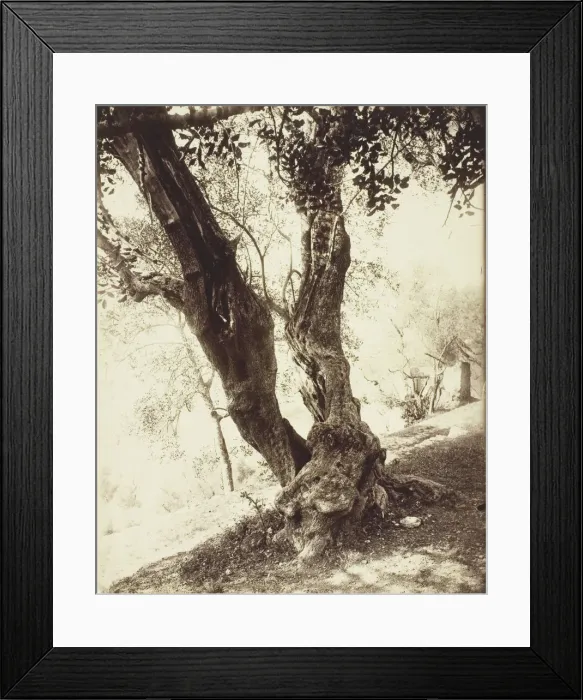 Framed Print : Olivier, Nice (Olive Tree, Nice), c. 1900. Creator: Eugene Atget Framed Print : Olivier, Nice (Olive Tree, Nice), c. 1900. Creator: Eugene Atget