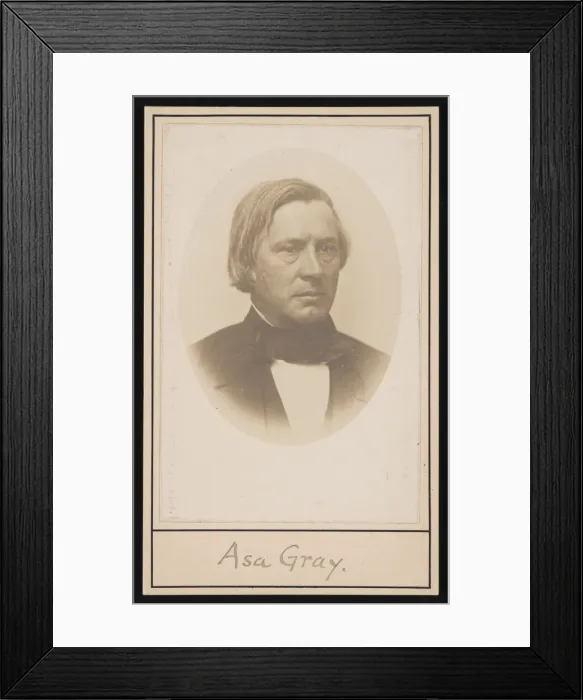 Framed Print : Portrait of Asa Gray (1810-1888), Before 1876. Creator: Unknown