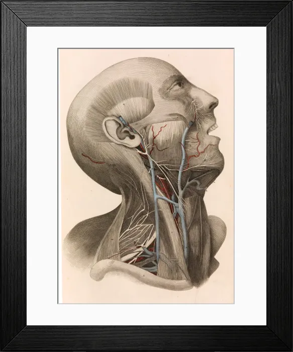 Framed Print : Muscles and circulation of the head and neck, 1822-26. Creator: William Home Lizars Framed Print : Muscles and circulation of the head and neck, 1822-26. Creator: William Home Lizars