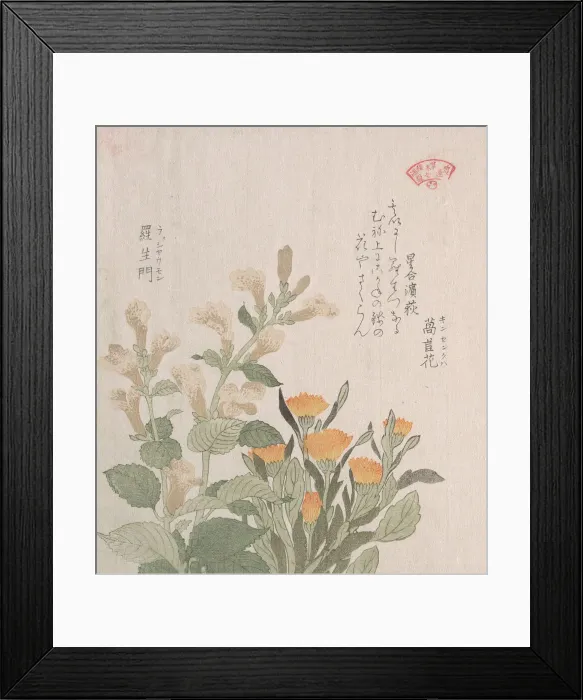 Framed Print : The Common Marigold and The Rajoman Flowers, 19th century. Creator: Kubo Shunman Framed Print : The Common Marigold and The Rajoman Flowers, 19th century. Creator: Kubo Shunman